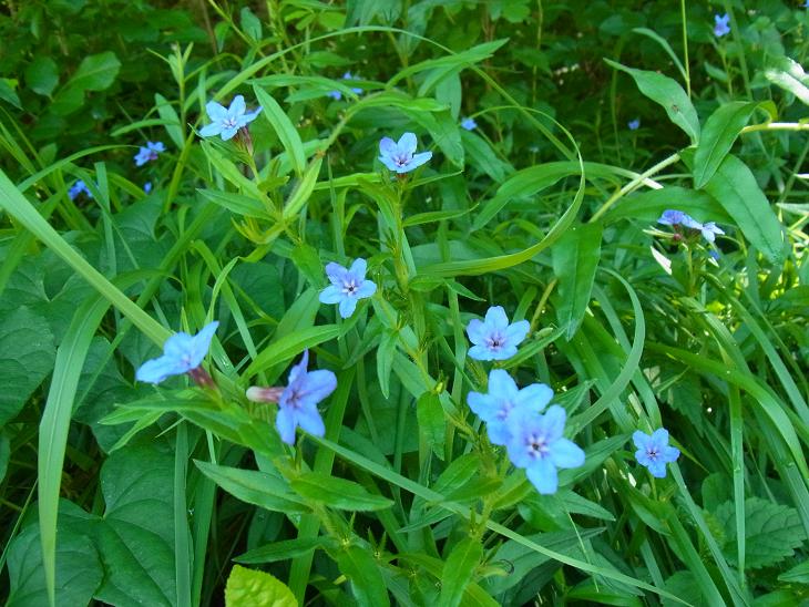 Buglossoides purpurocaerulea